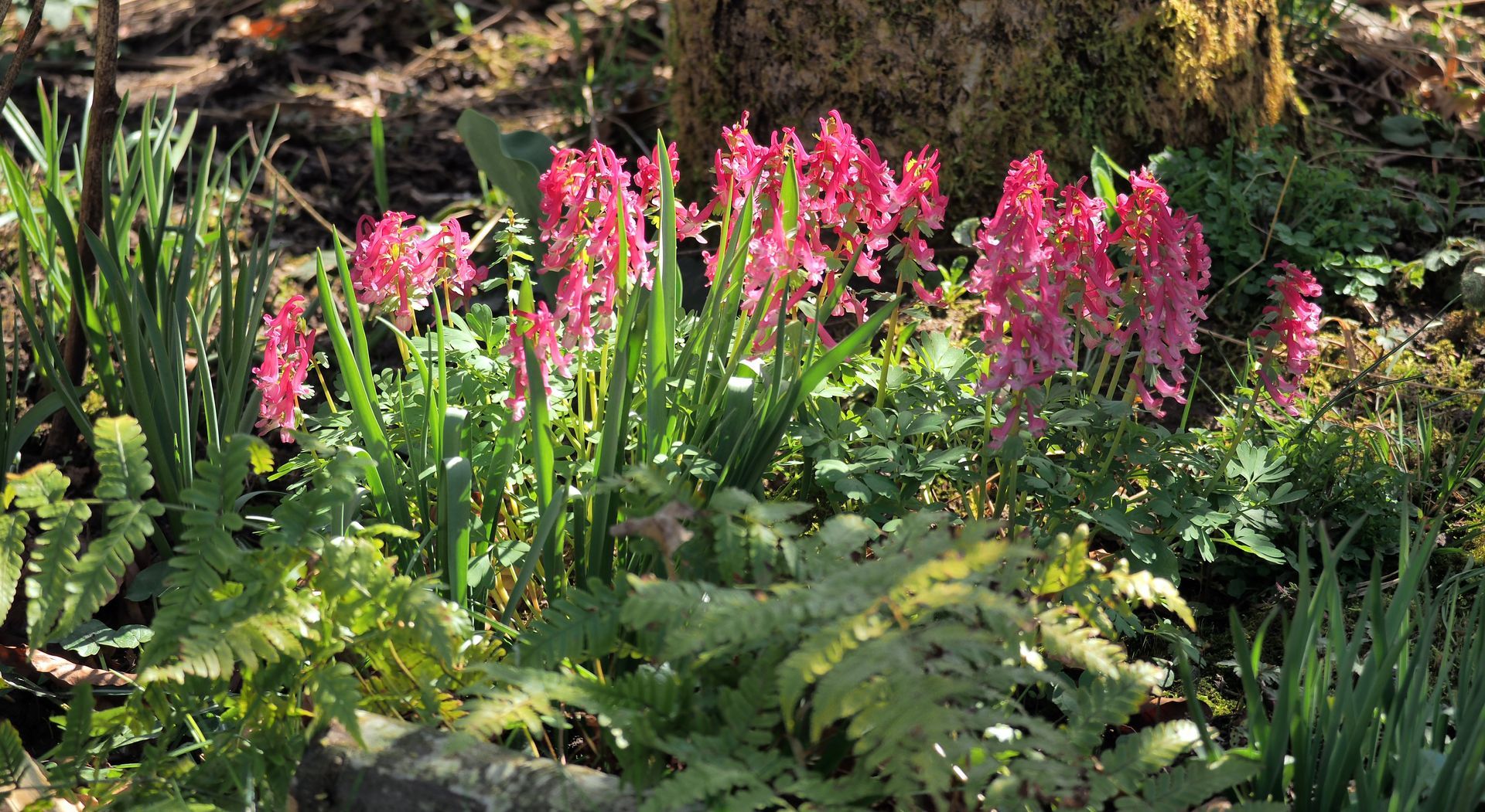Corydalis solida 'Beth Evans' Corydalis solida 'Beth Evans'