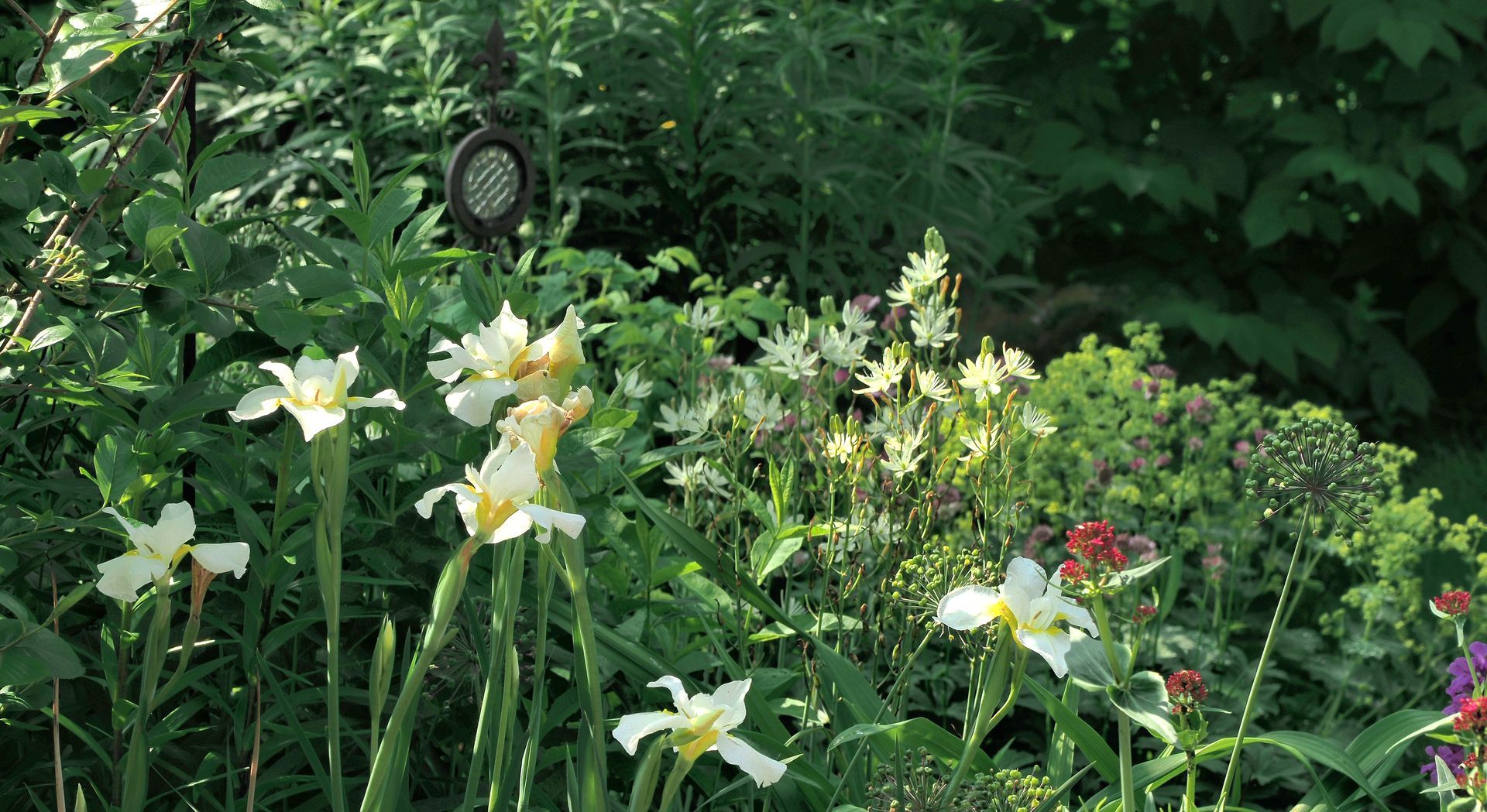 Iris sibirica 'Viel Schnee', dahinter Camassia leichtlinii 'Alba' Iris sibirica 'Viel Schnee', dahinter Camassia leichtlinii 'Alba' @ garten-puk.de