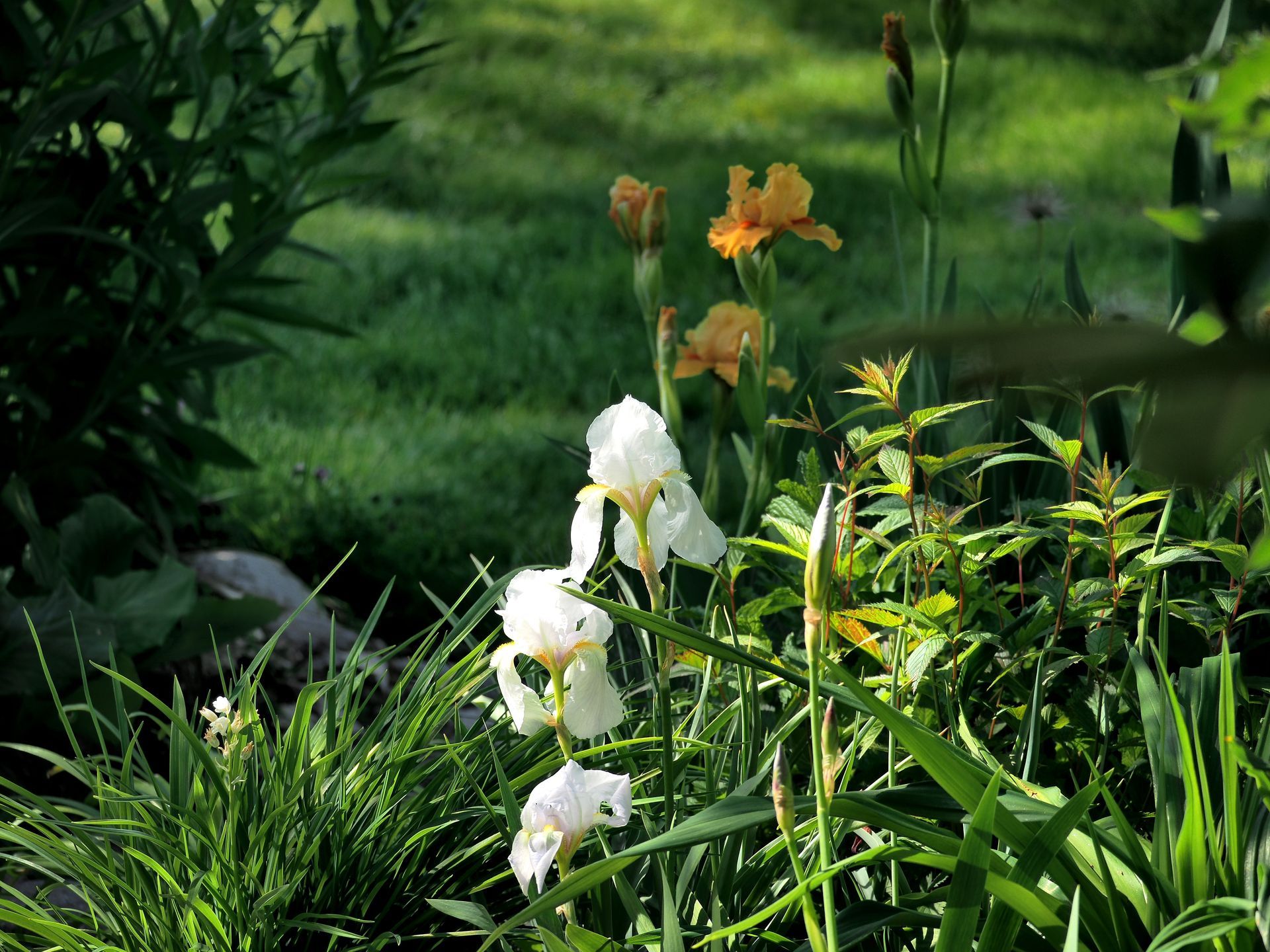 Iris germanica var. florentina @ garten-puk.de Iris germanica var. florentina, Burgen-Lilie, Ritter-Schwertlilie pflanzen und pflegen