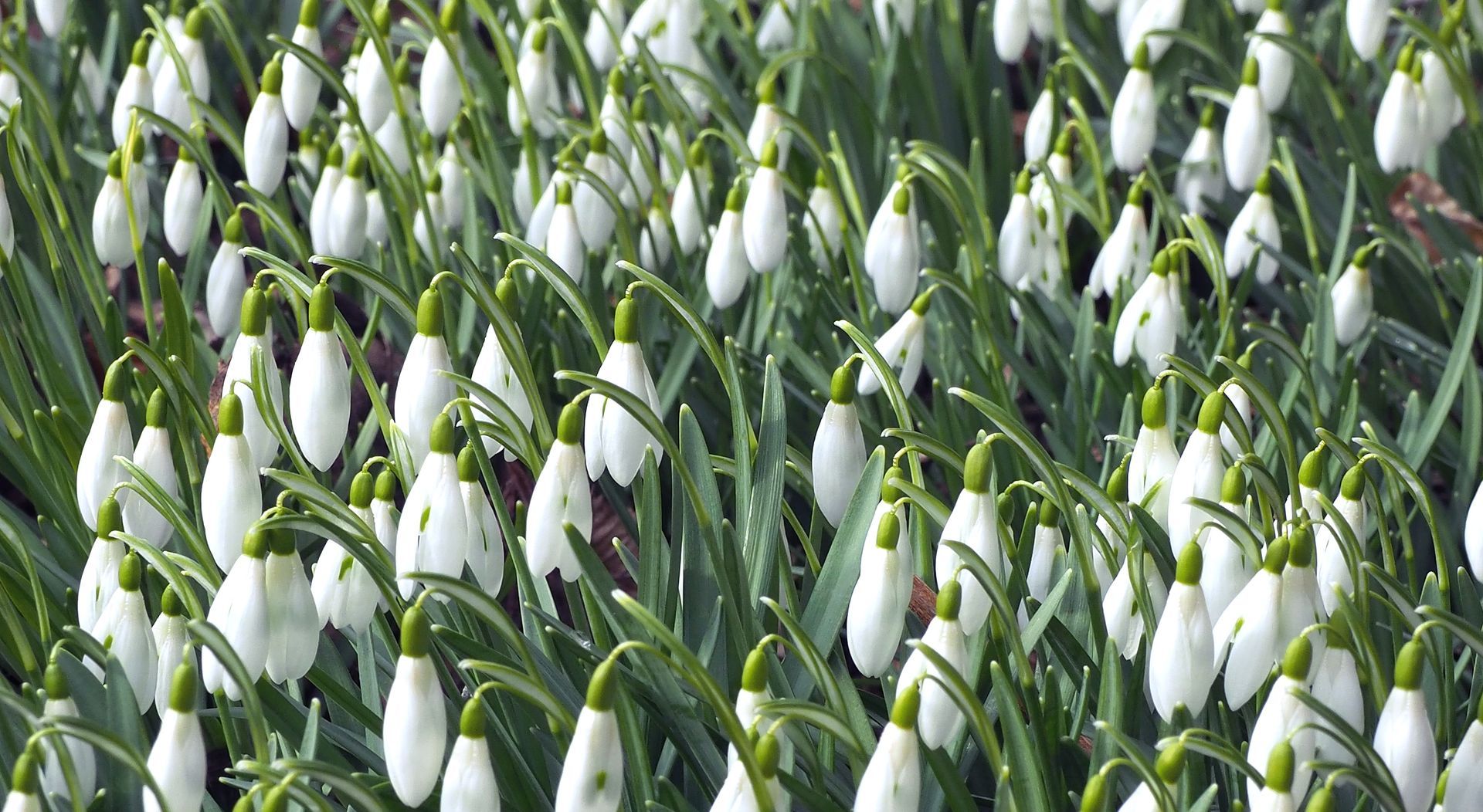 Galanthus nivalis Galanthus nivalis, kleines Schneeglöckchen pflanzen und pflegen @ garten-puk.de