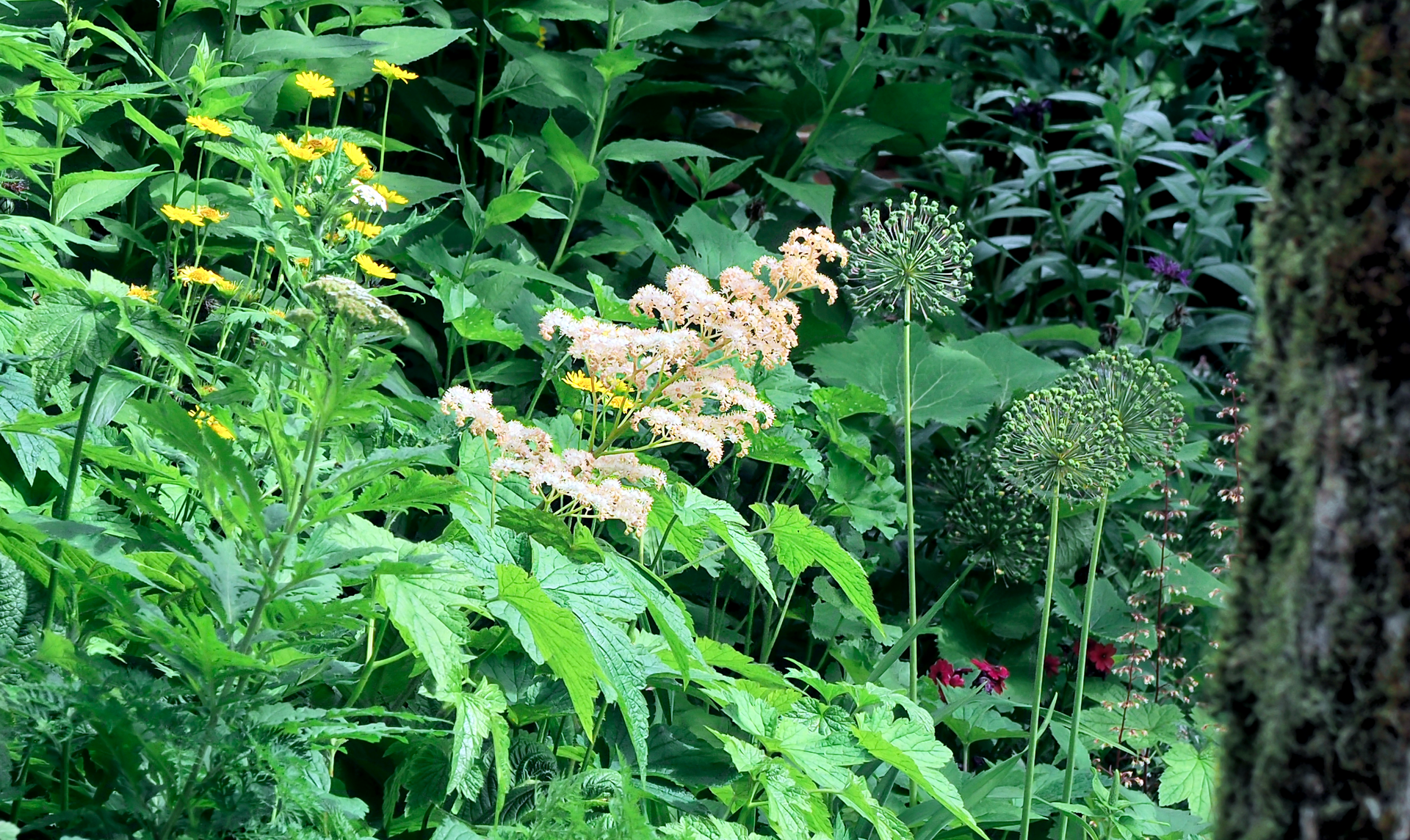 Rodgersia x cult. ‚White Feathers‘***, Kastanienblättriges Schaublatt Rodgersia x cult. ‚White Feathers‘***, Kastanienblättriges Schaublatt pflanzen und pflegen