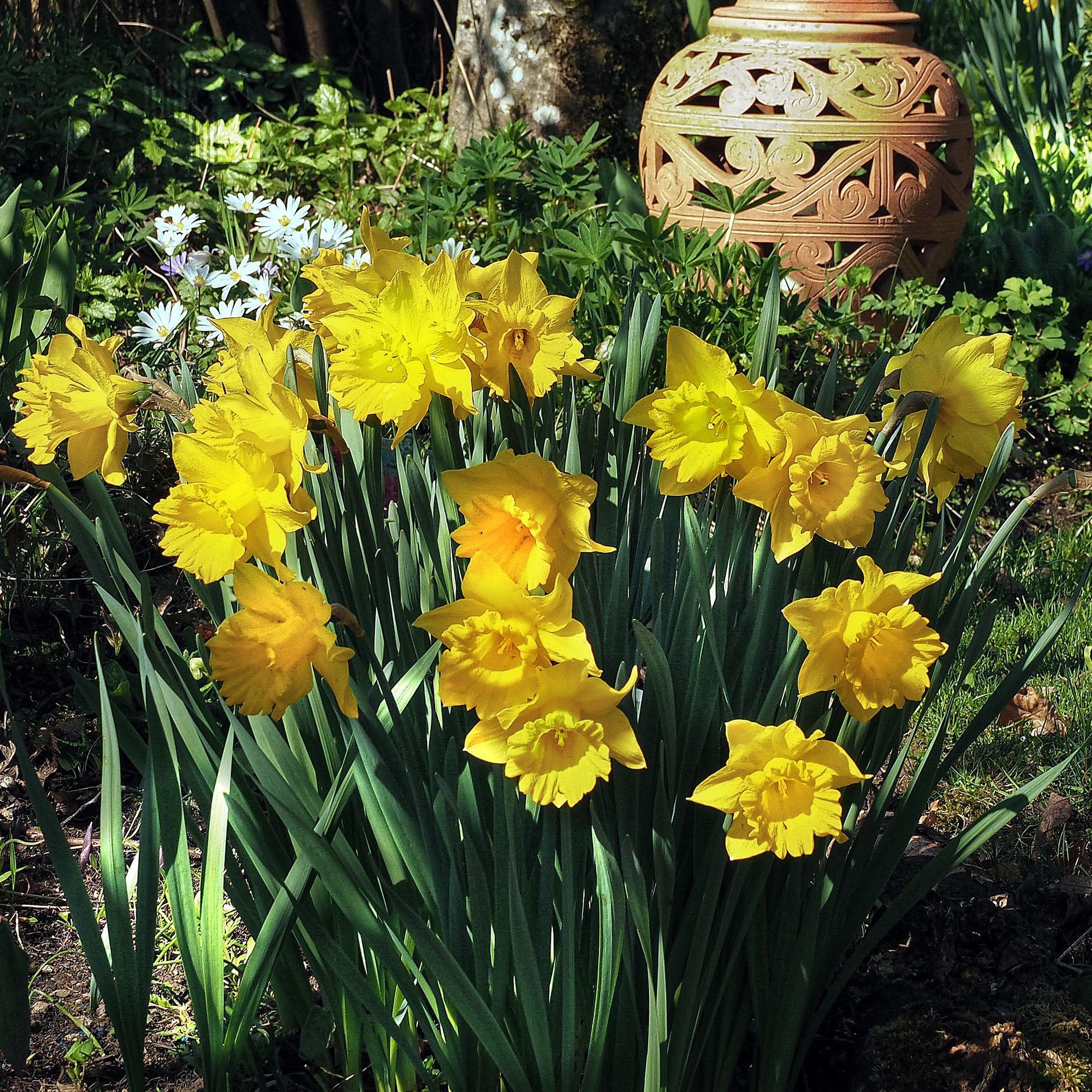 Narcissus