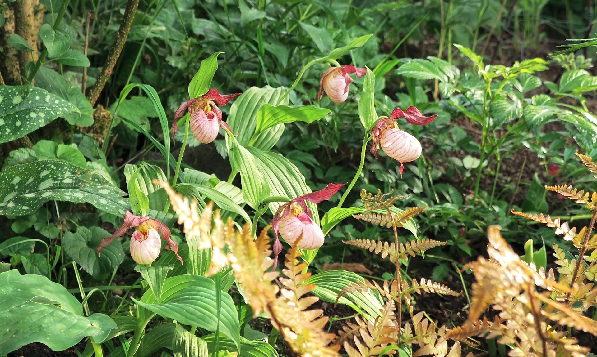 Cypripedium Hybride @ garten-puk.de Cypripedium Hybride @garten-puk.de