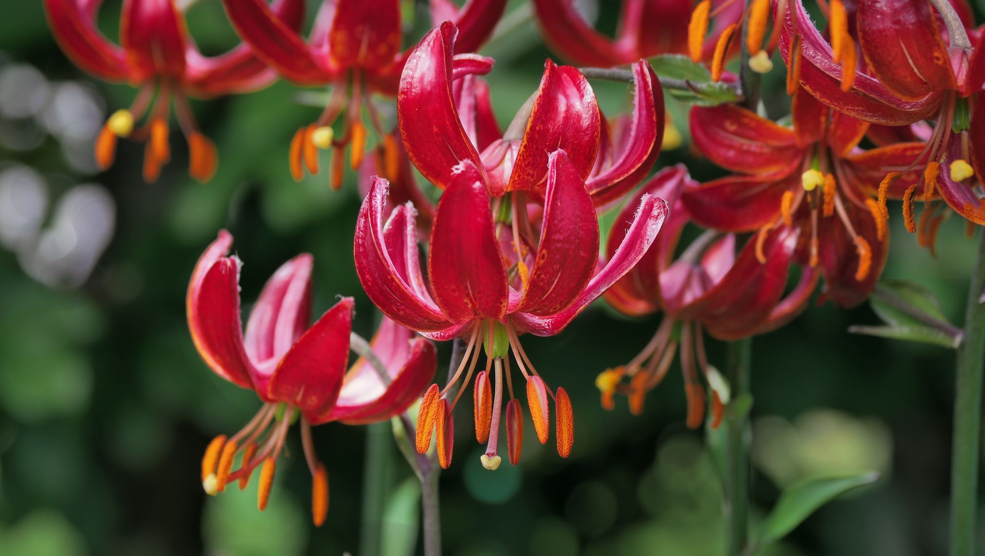 Lilium Martagon 'Claude Shride' @ garten-puk.de Lilium Martagon 'Claude Shride' pflanzen und pflegen