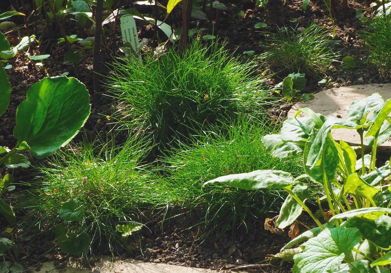 Festuca gautieri © garten-puk.de