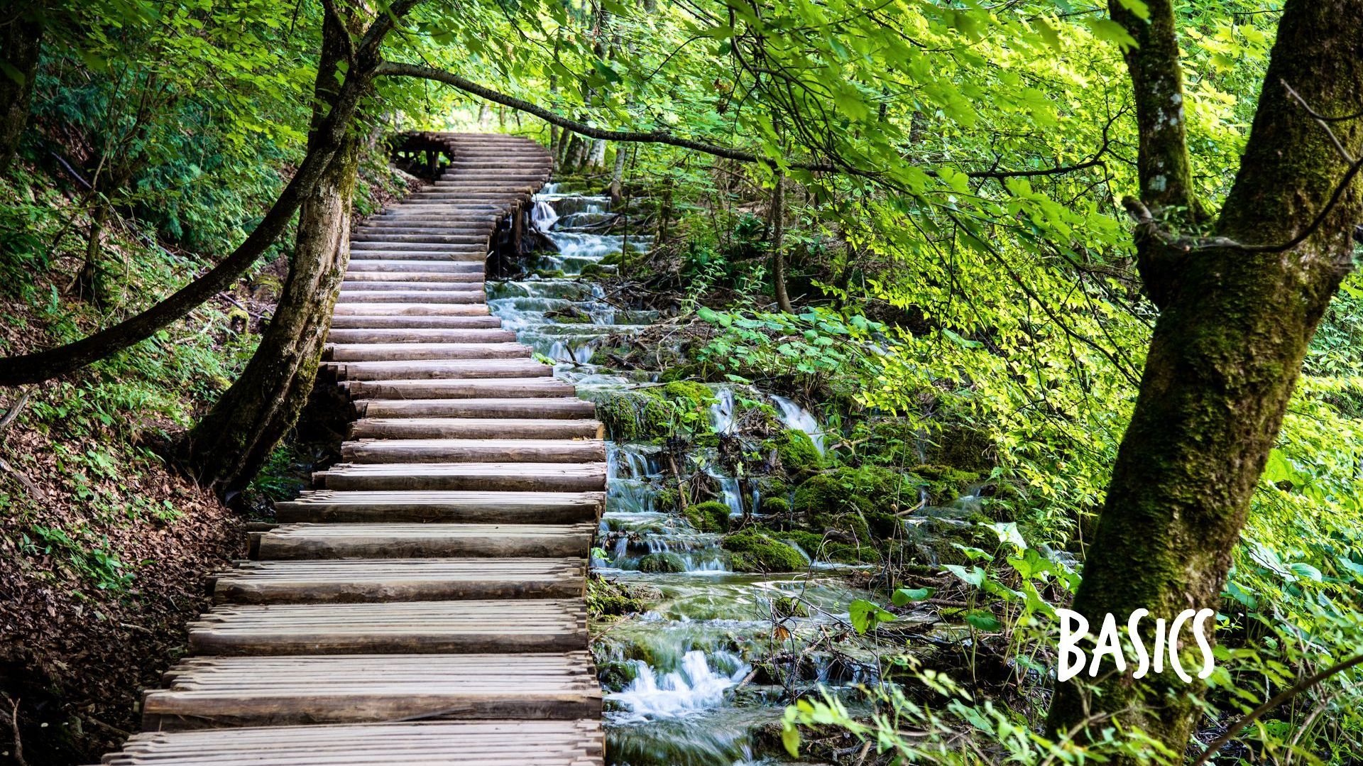 Basics der Staudenpflege