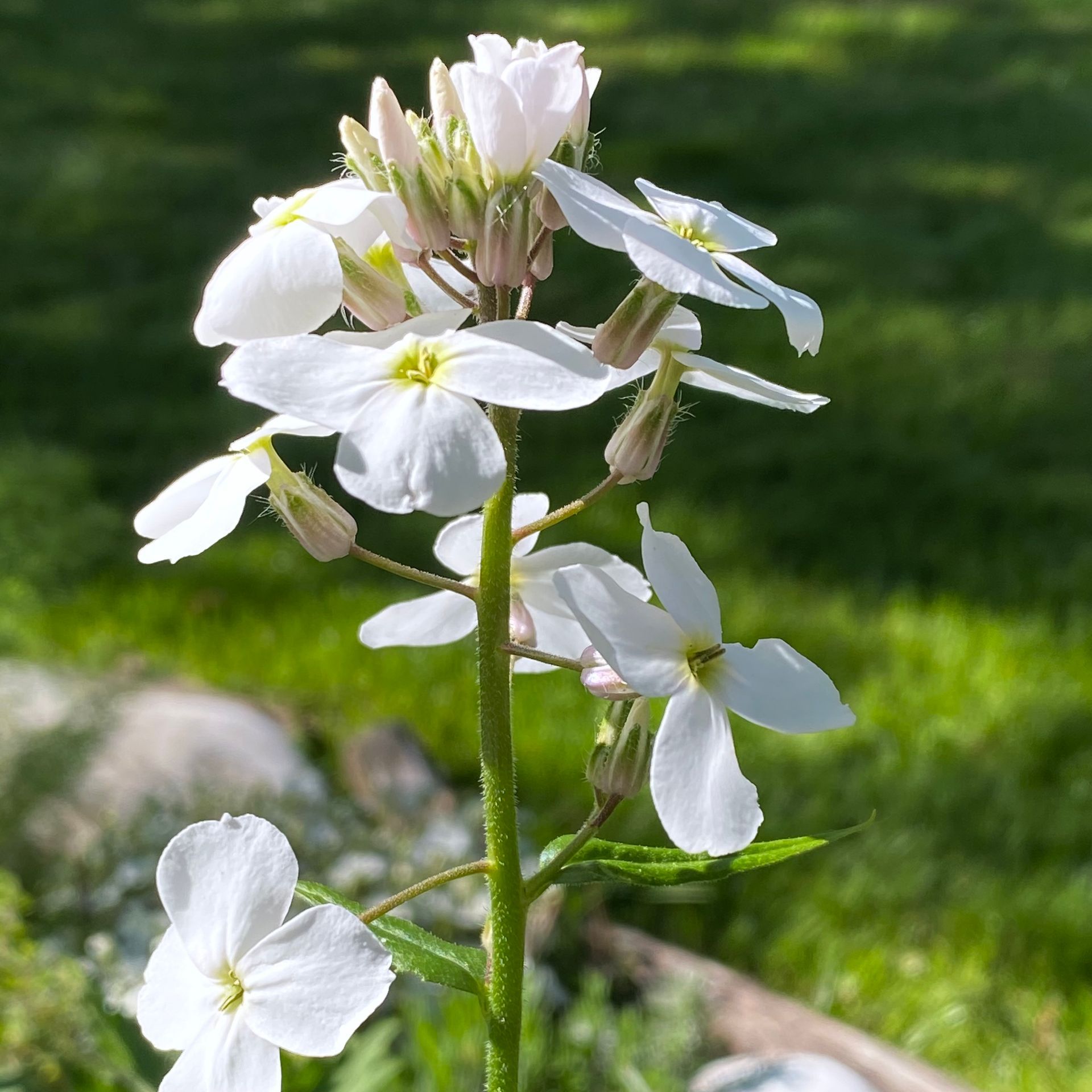 Hesperis matronalis © garten-puk.de