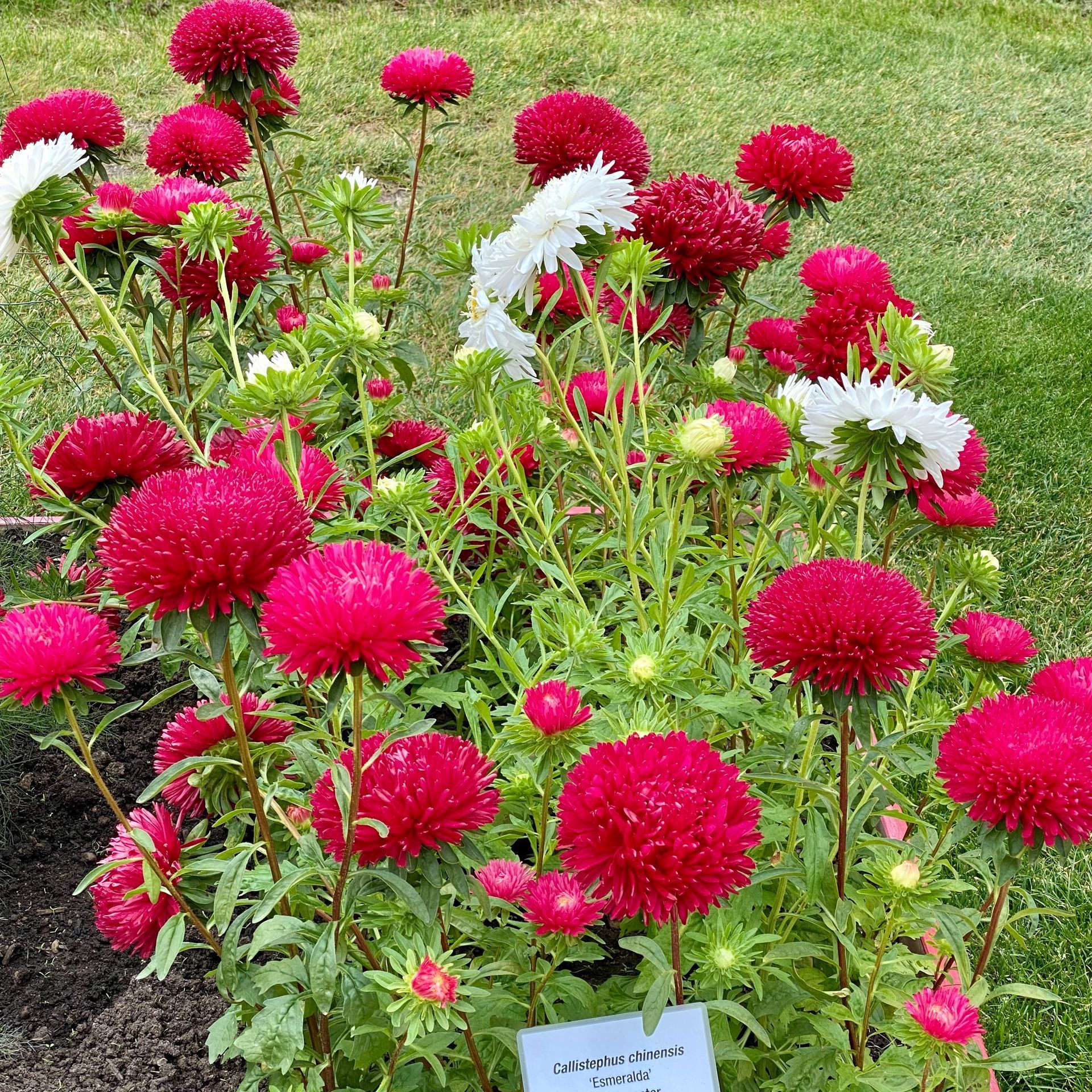Callistephus chinensis 'Esmeralda' Callistephus chinensis 'Esmeralda'