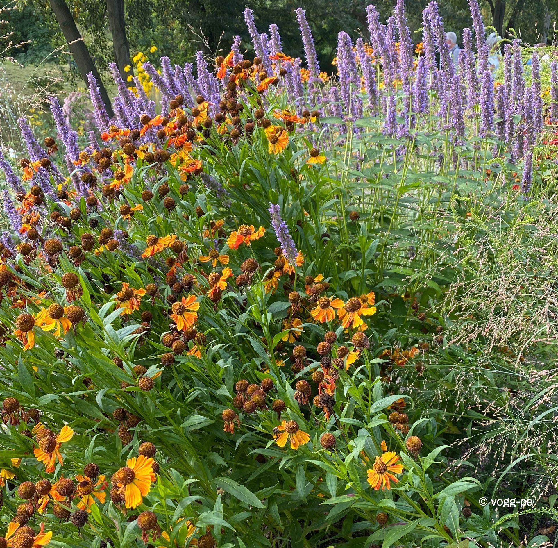 Agastache 'Blue Fortune', Helenium 'Wonadonga' Agastache ,Blue Fortune‘, Helenium ,Wonadonga'