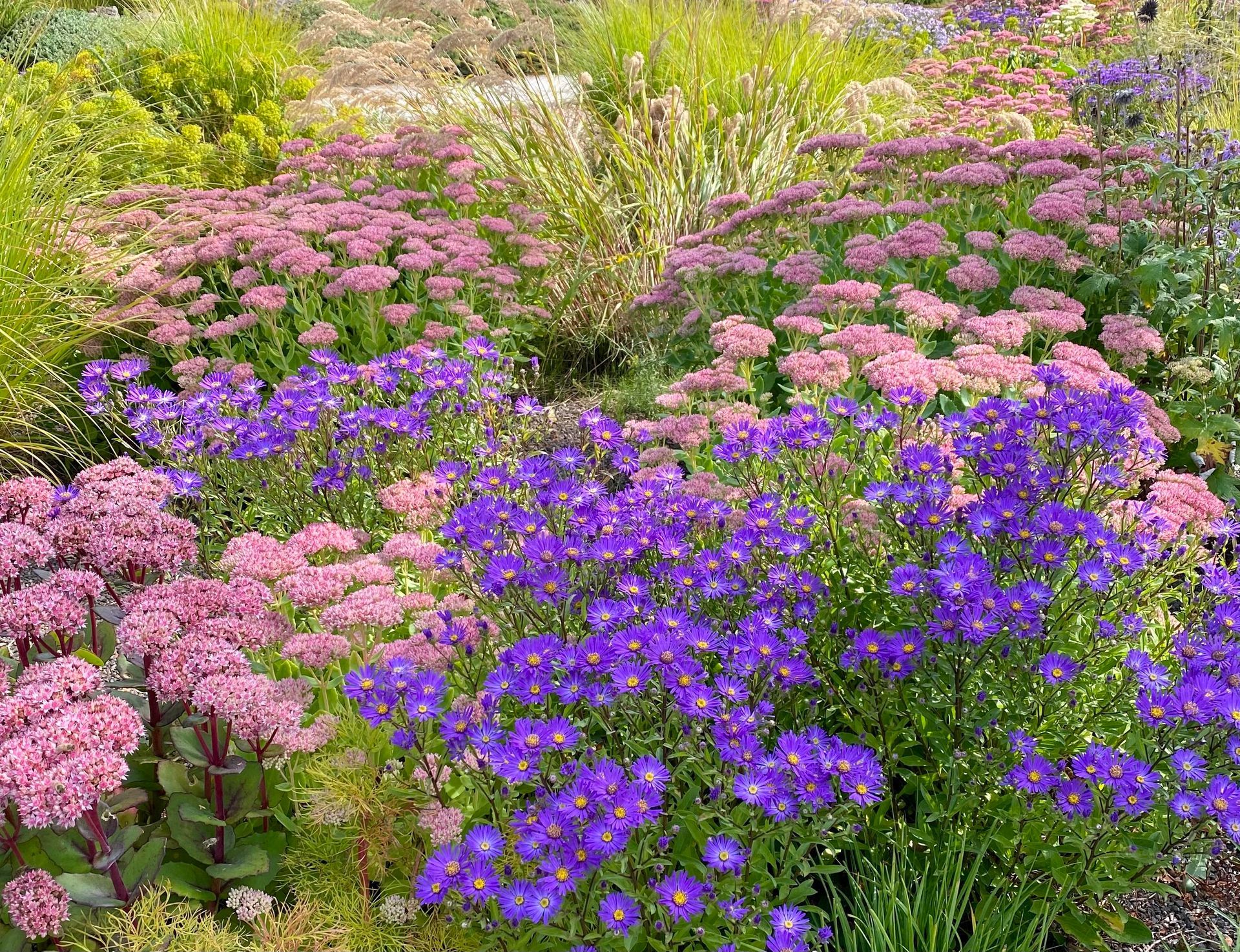 Symphyotrichum und Sedum BuGa 2021 Erfurt © garten-puk.de Symphyotrichum und Sedum BuGa 2021 Erfurt © garten-puk.de