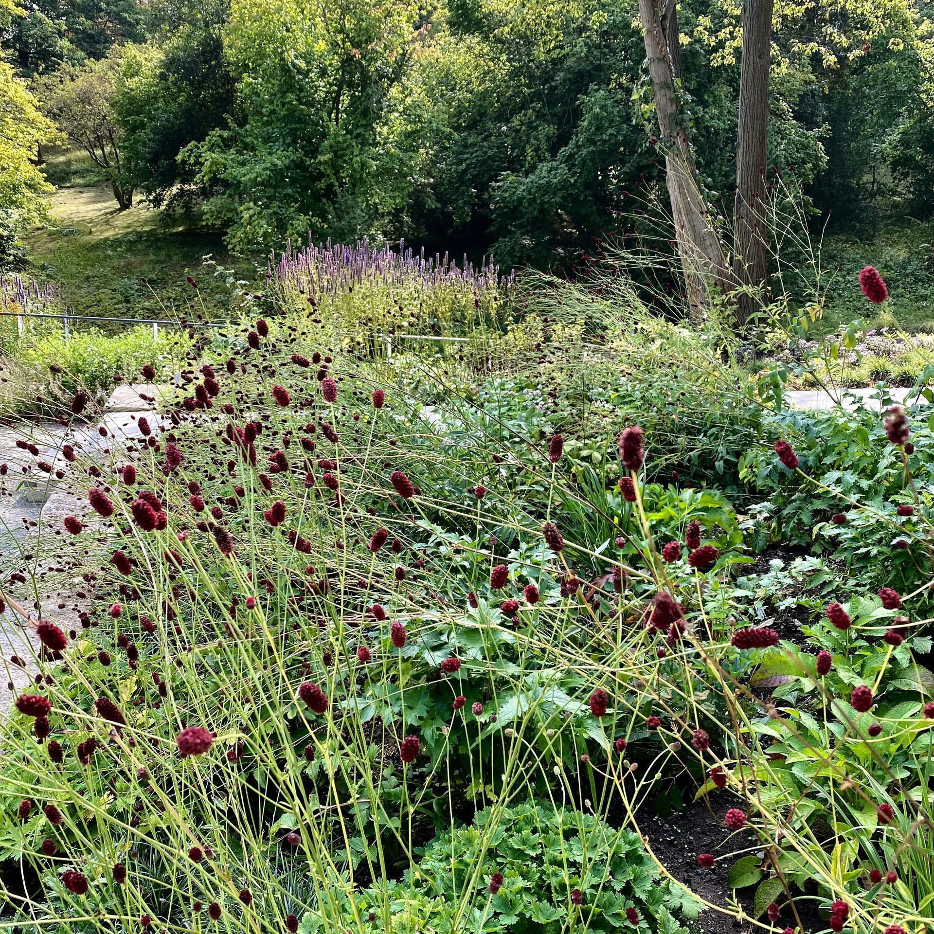 Sanguisorba officinalis Sanguisorba officinalis, Wiesenknopf
