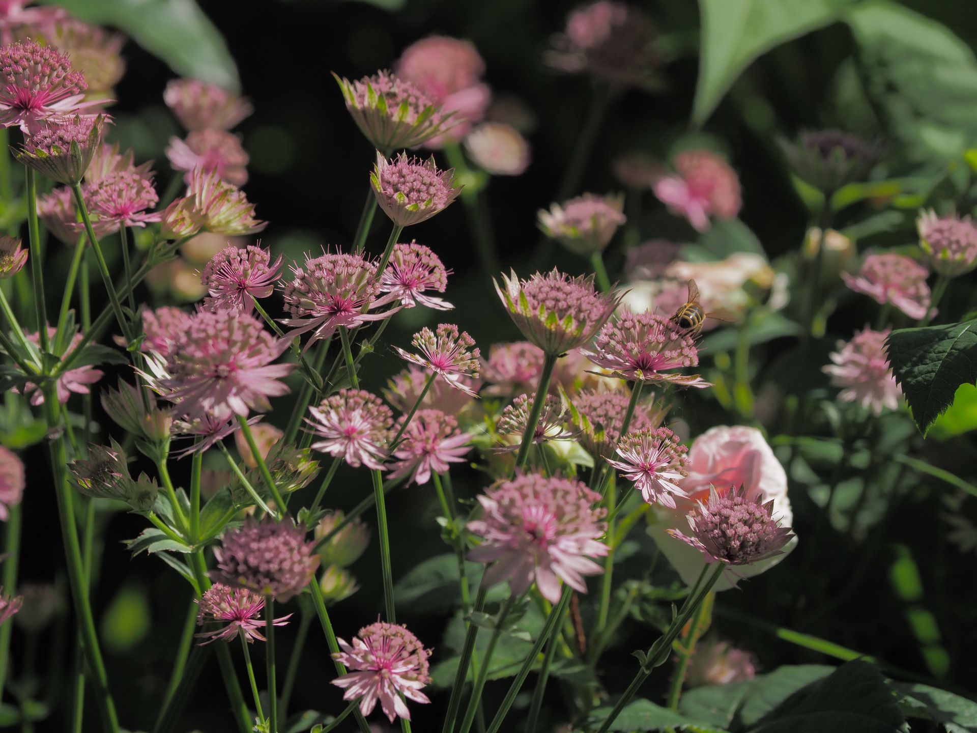 Astrantia mafor 'Lars' © garten-puk.de