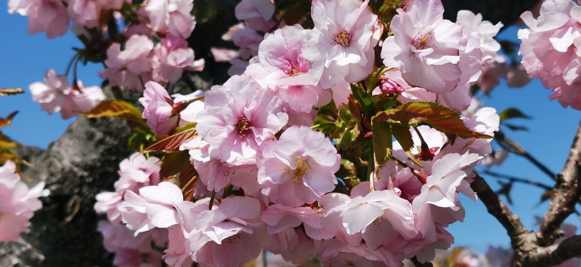 kirschblüte: www.japan-reise.com
