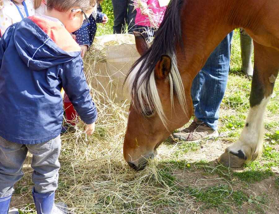 Animations poneys