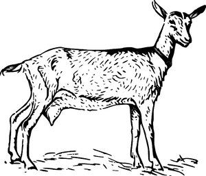 Chèvre