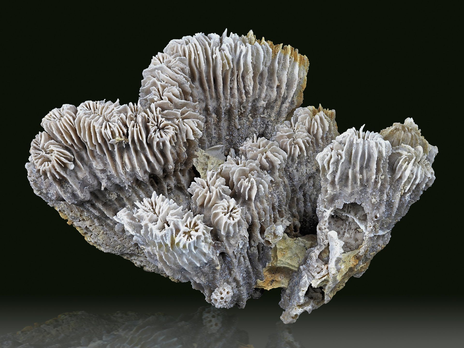 Aplosmilia suevica - Gerstetten - Brune 2020 | Foto: E. Marzi Aplosmilia suevica - Gerstetten