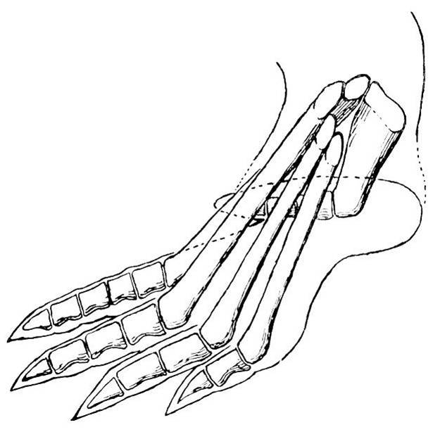 Chirotherium Fuss - F.-O. Haderer