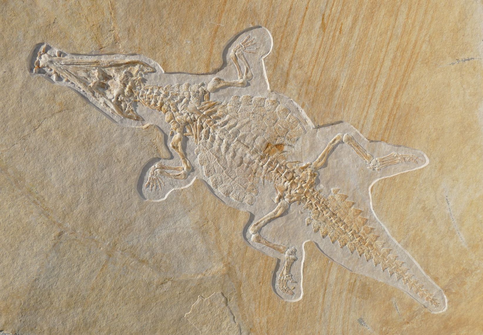 Crocodilaemus Brunn - Martin Röper