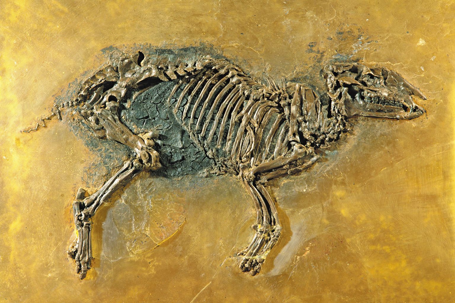 Eurohippus messelensis - Senckenberg Gesellschaft für Naturschorschung