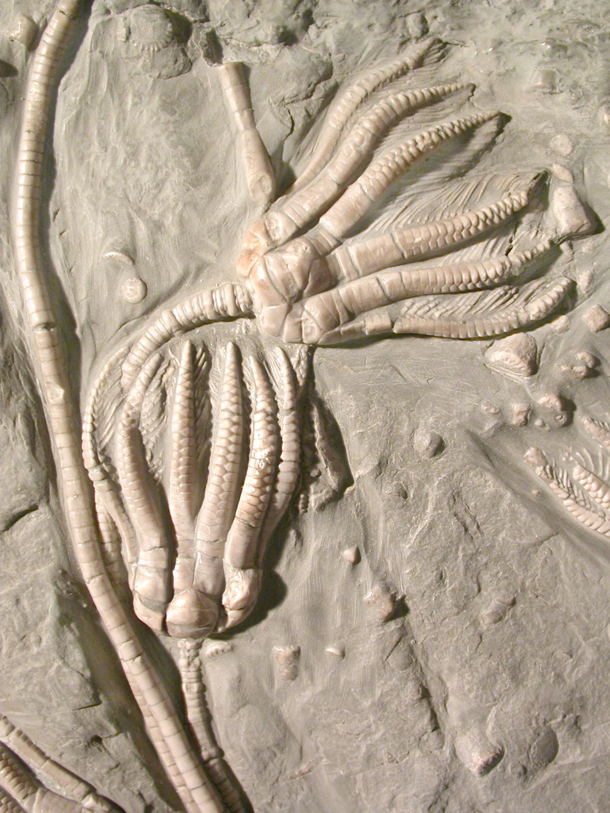Encrinus liliiformis MHI 016 - Dr. Hans Hagdorn