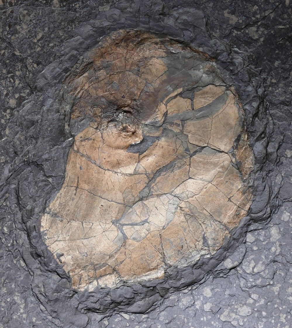 Nautilide Posidonienschiefer, ⌀ 21 cm | Sammlung: H. Hager, Aalen | Foto: G. Schweigert