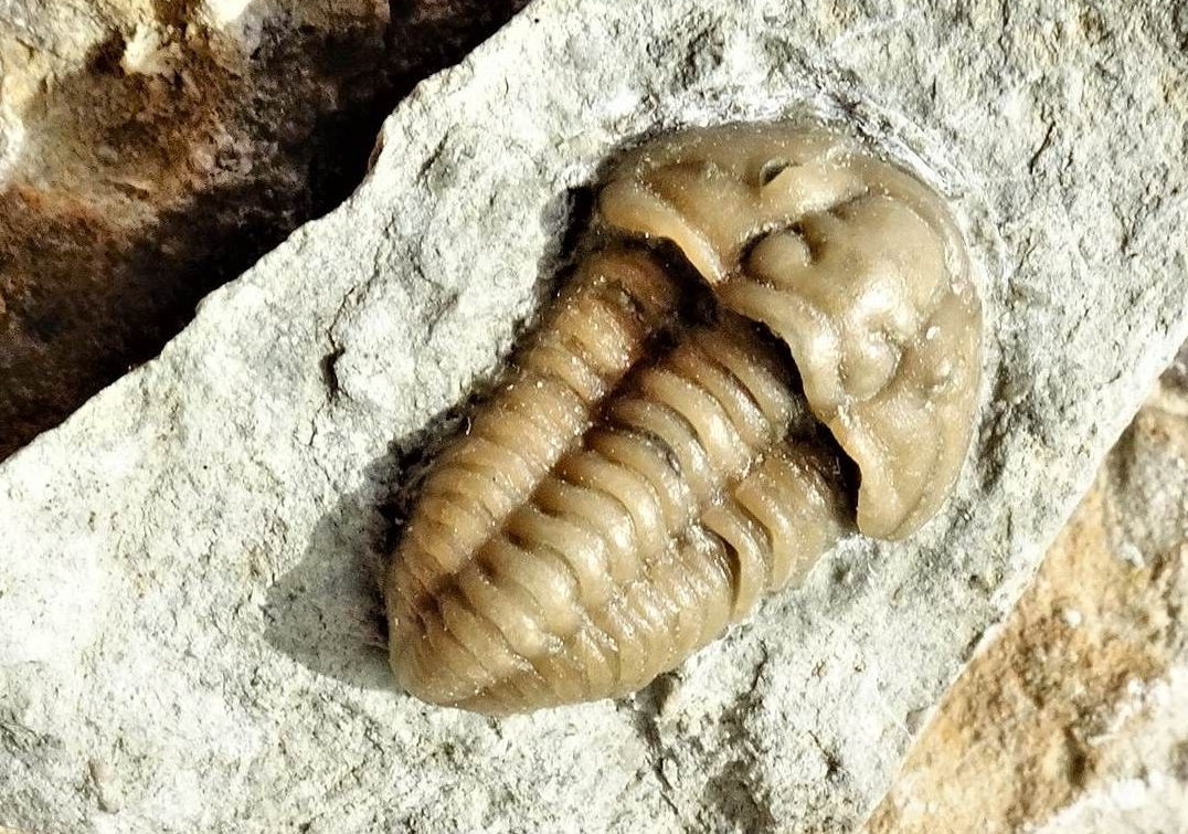 Foto: Trilobit Gotland - Uwe Ryck