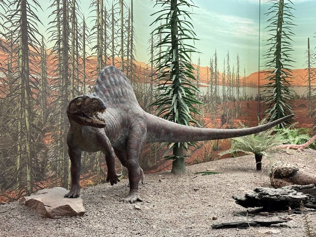Foto: Staatliche Museum für Naturkunde Stuttgart