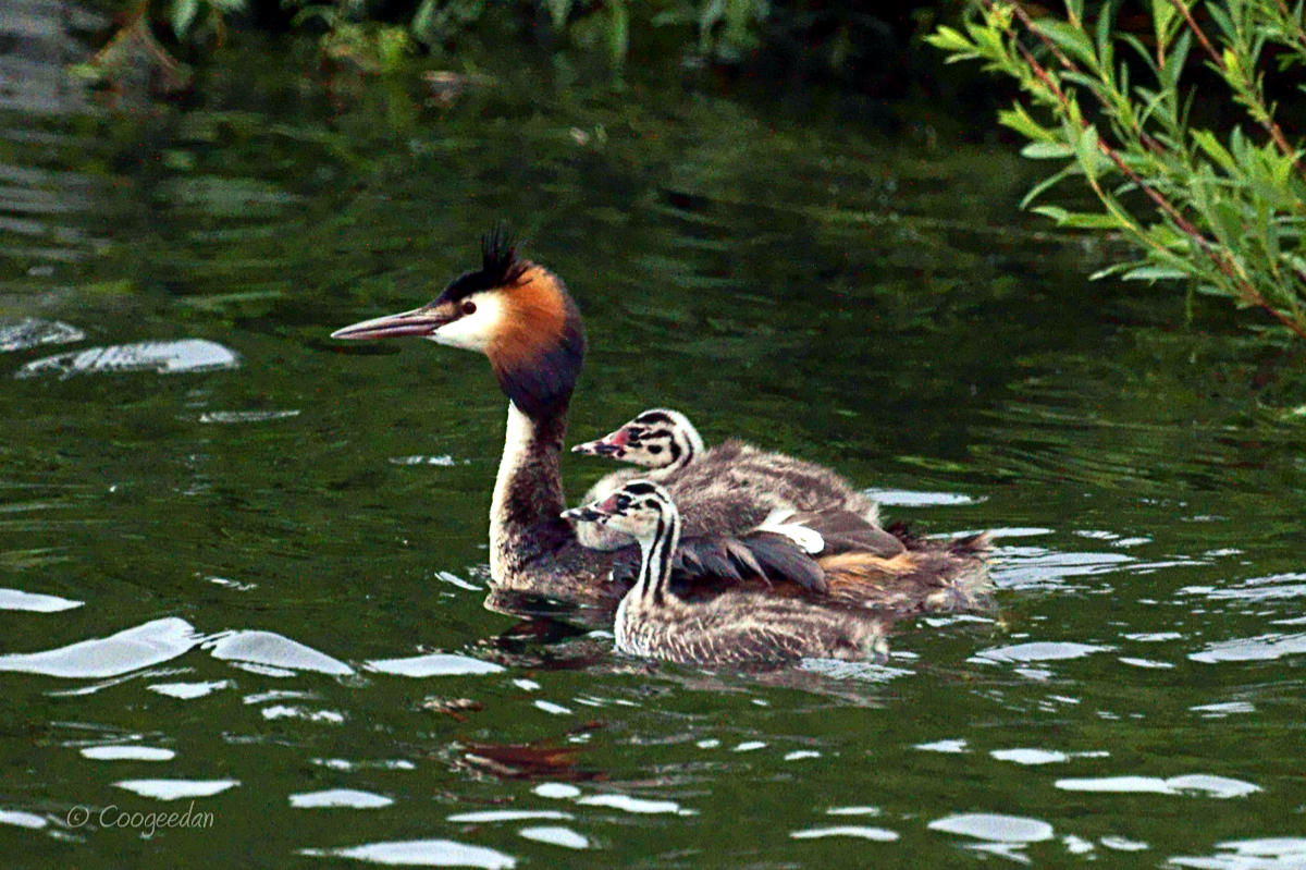 Danny Wallace on Great Crested Grebes 2013