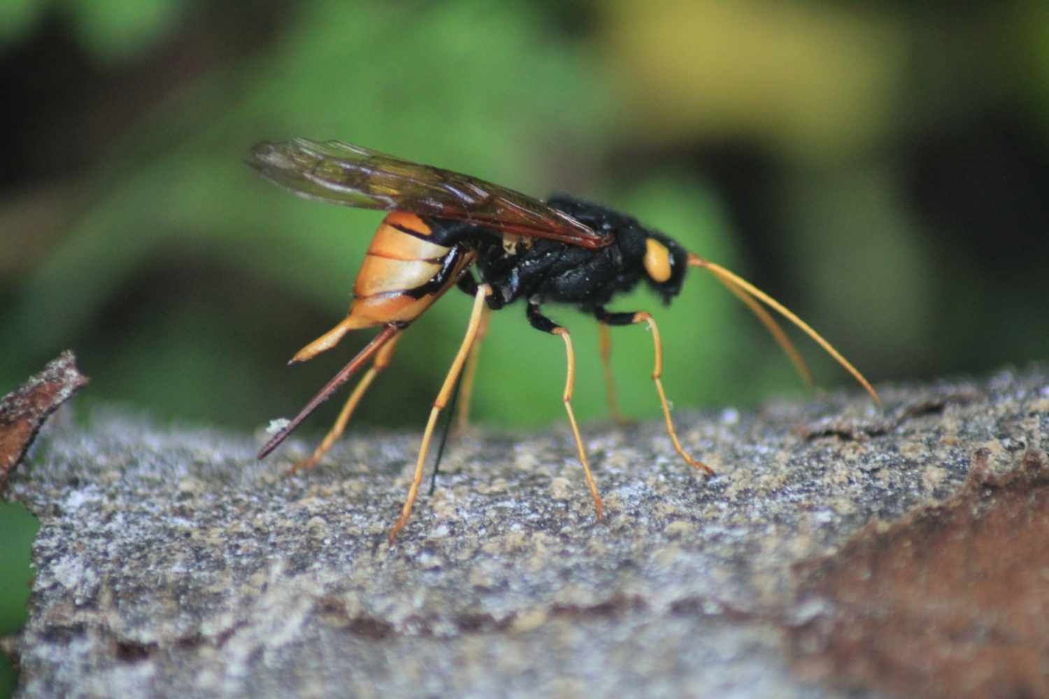 Wood wasp laying eggs.