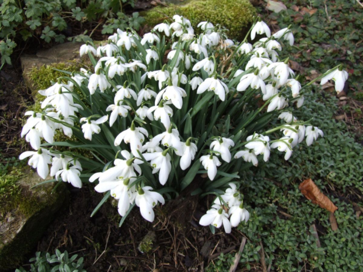 Snowdrops.
