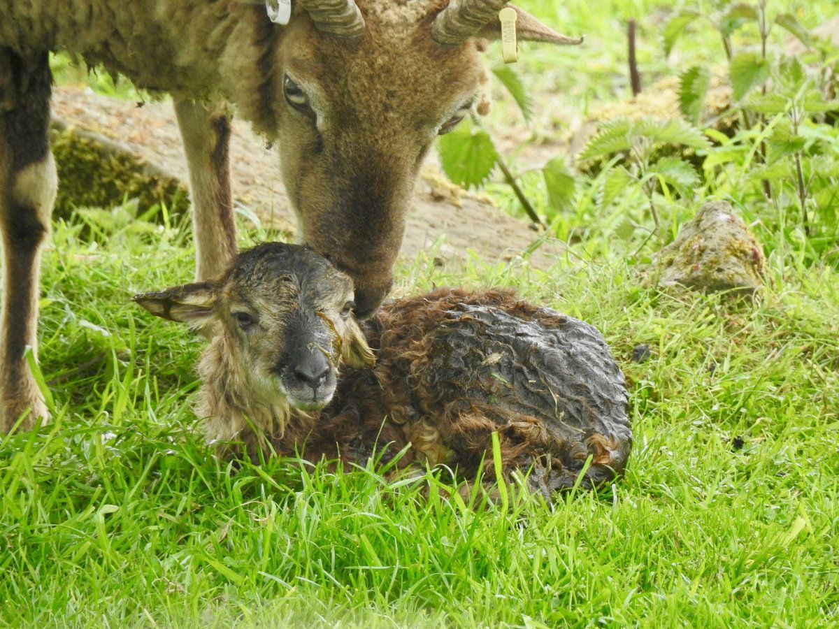 Castlemilk Moorit lamb, ten minutes old.