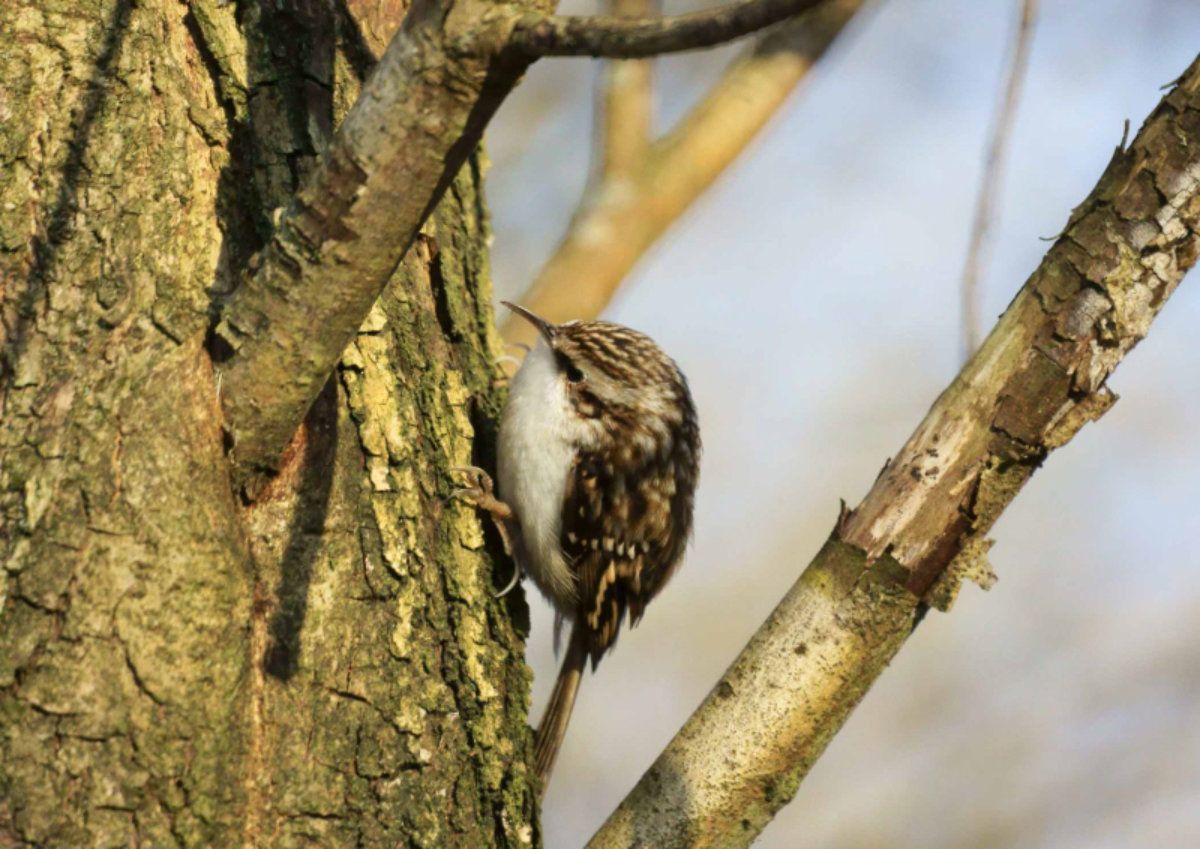 Treecreeper.