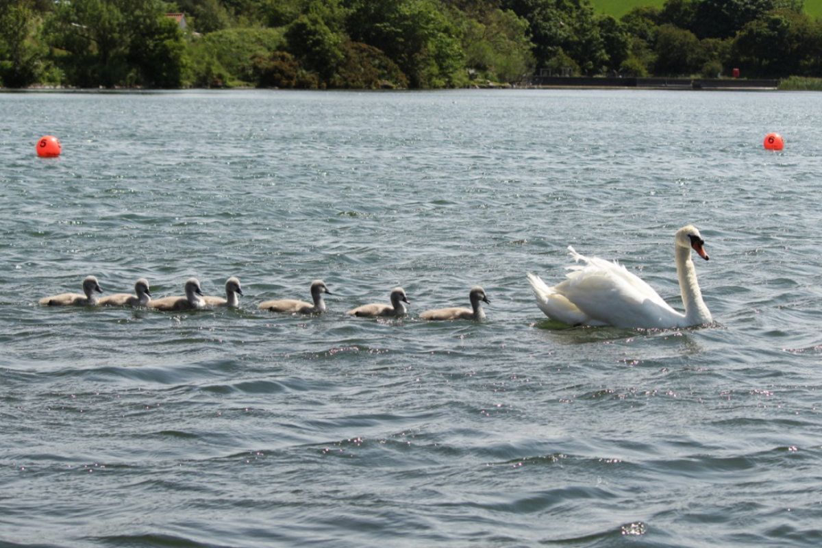 Well behaved cygnets