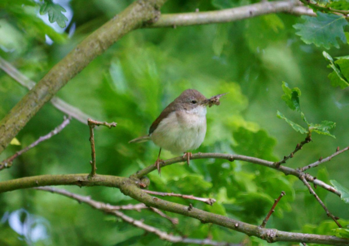 Whitethroat