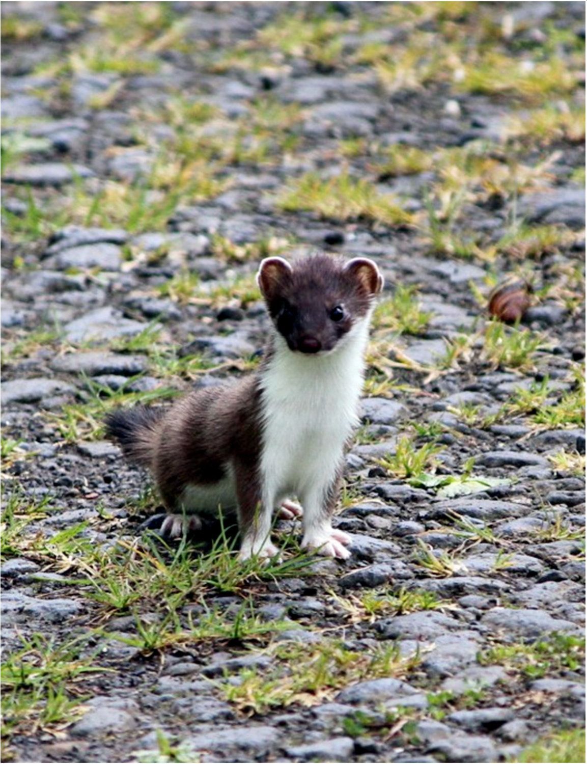 Stoat kit at the loch side