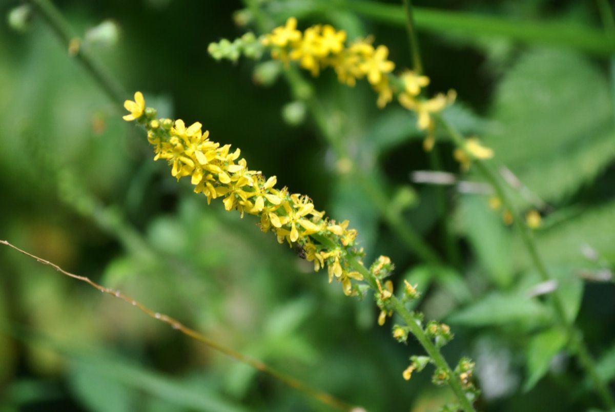 Delicate Agrimony