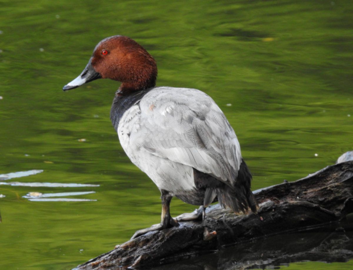 Pochard.