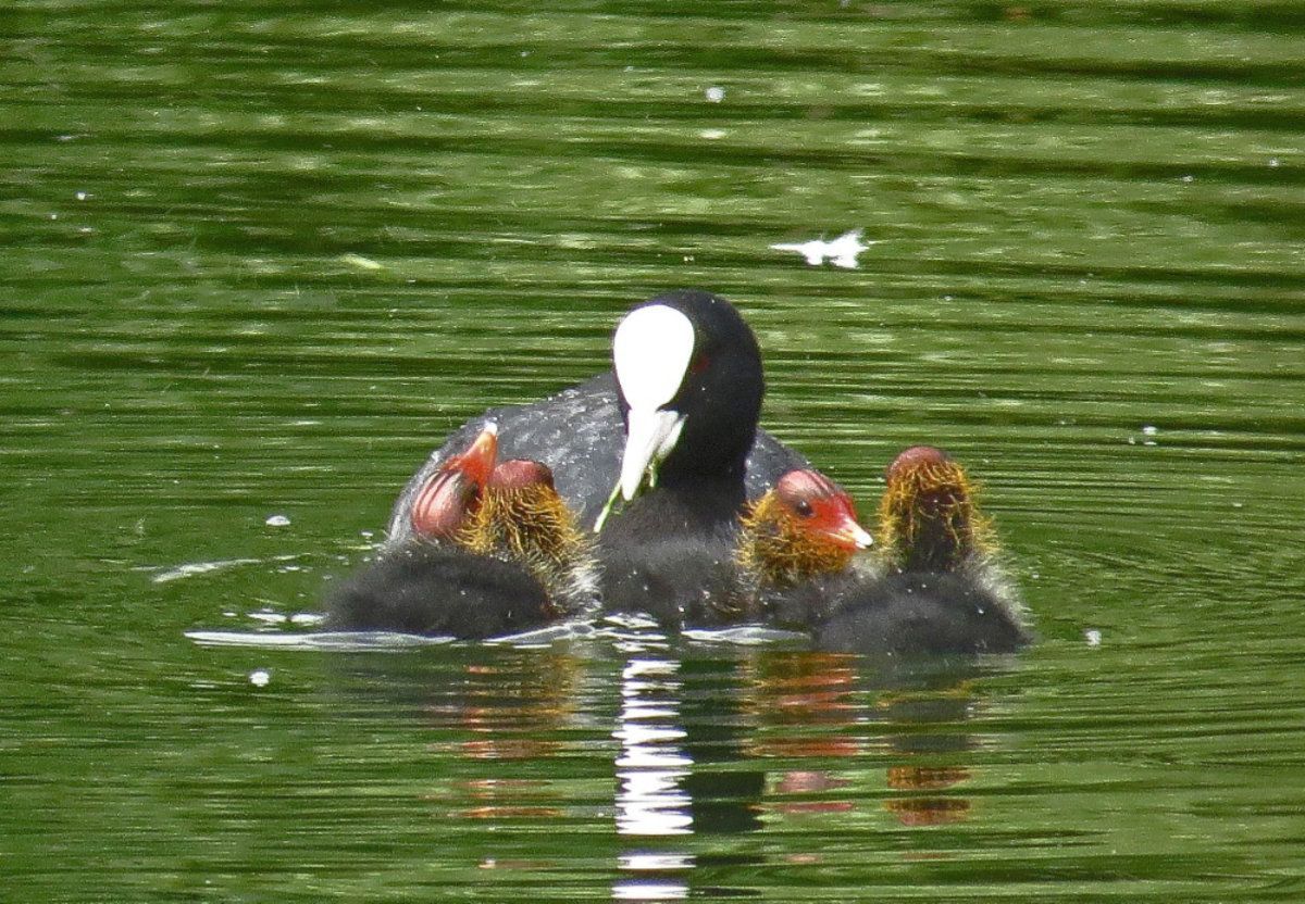 Coot Family