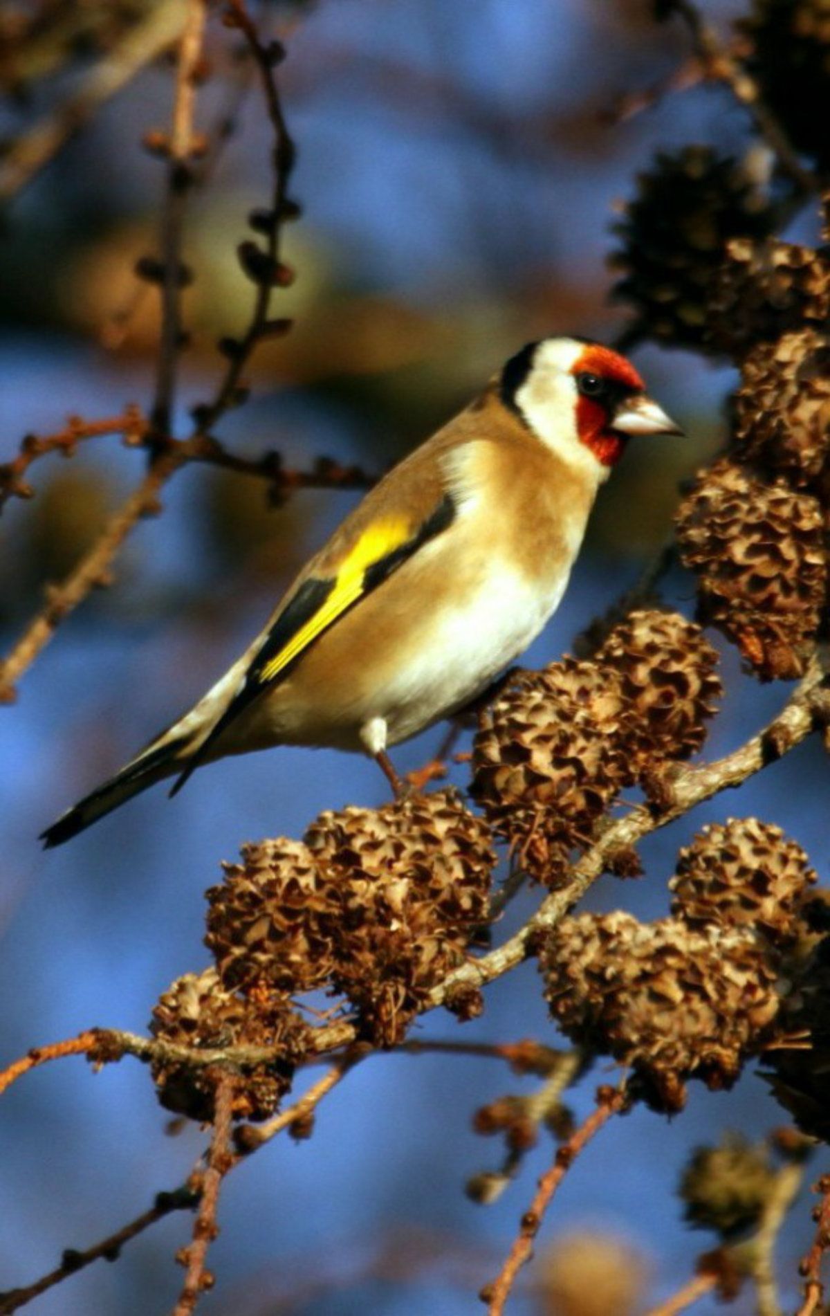 Gold Finch