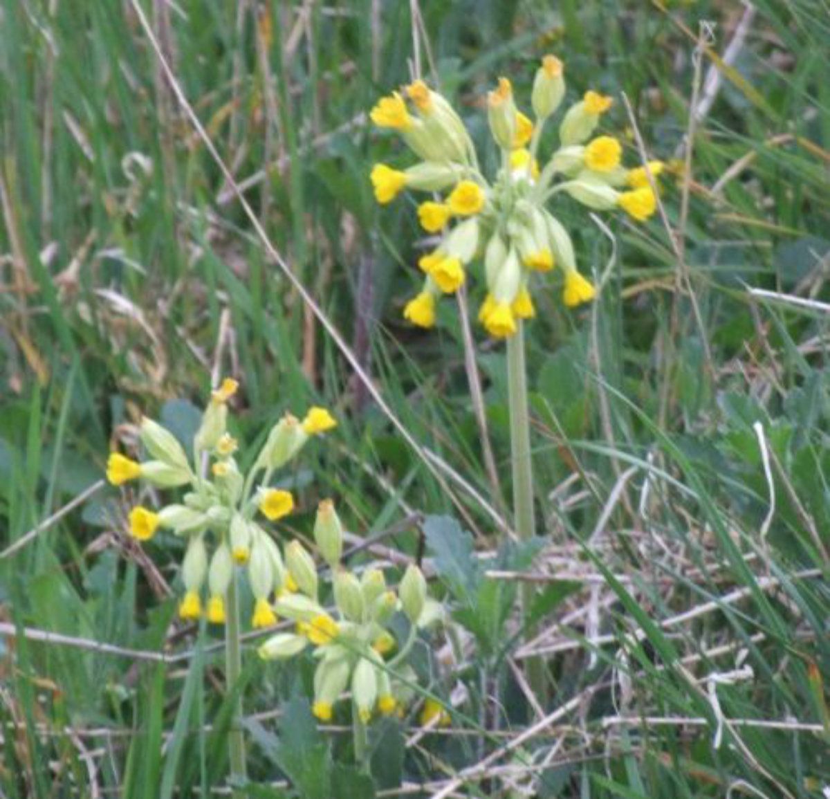 Cowslips