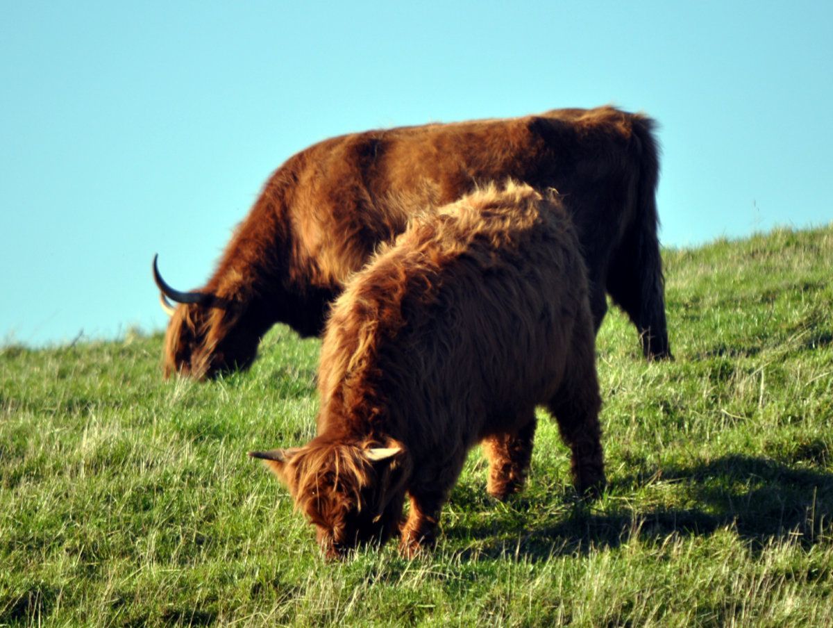 Highland Cattle.
