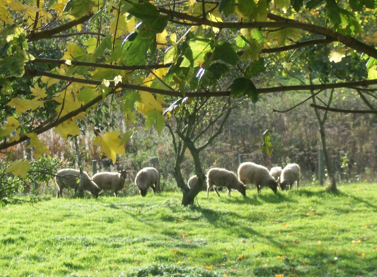 Castlemilk Moorit Sheep