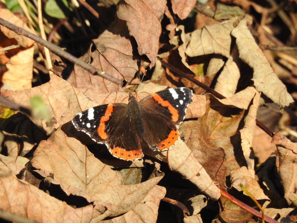 Admiral on the deck.