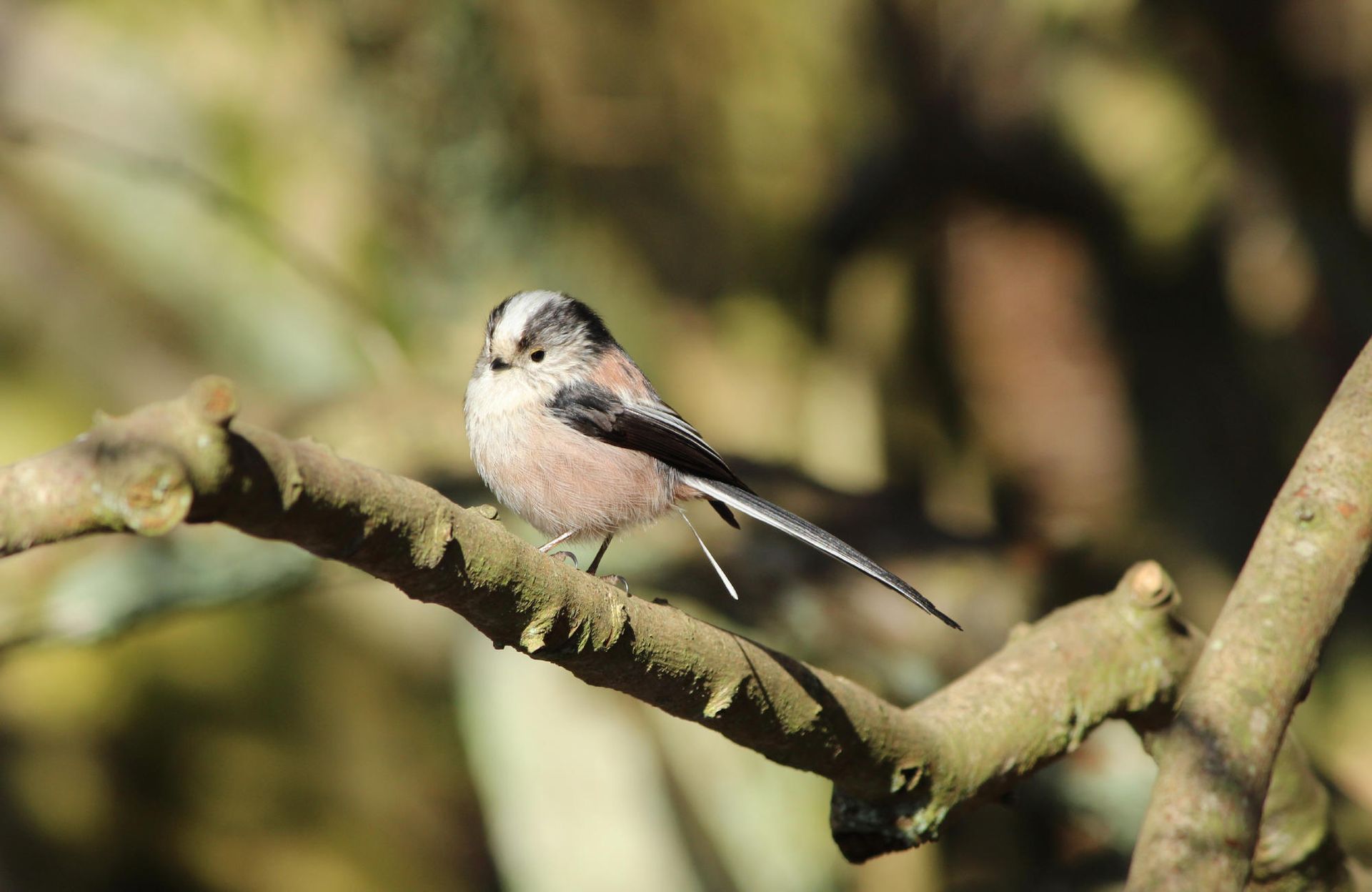 Long tailed tit