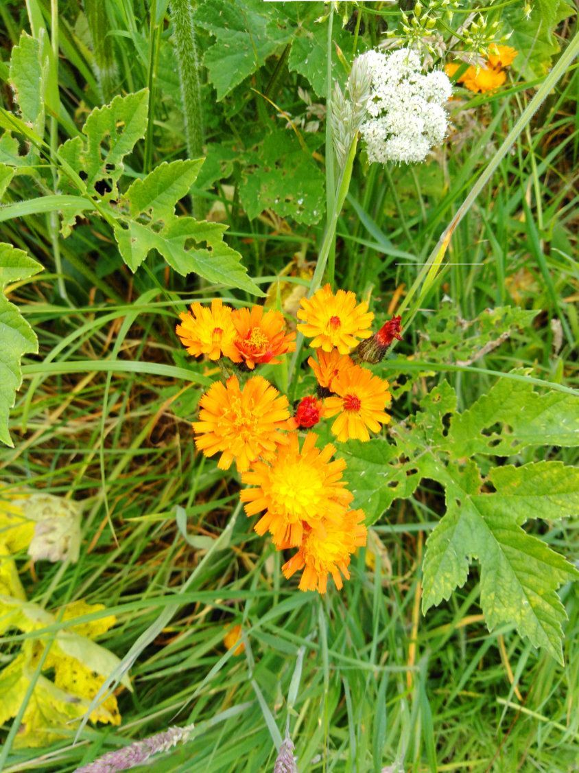 Orange hawkweed flower