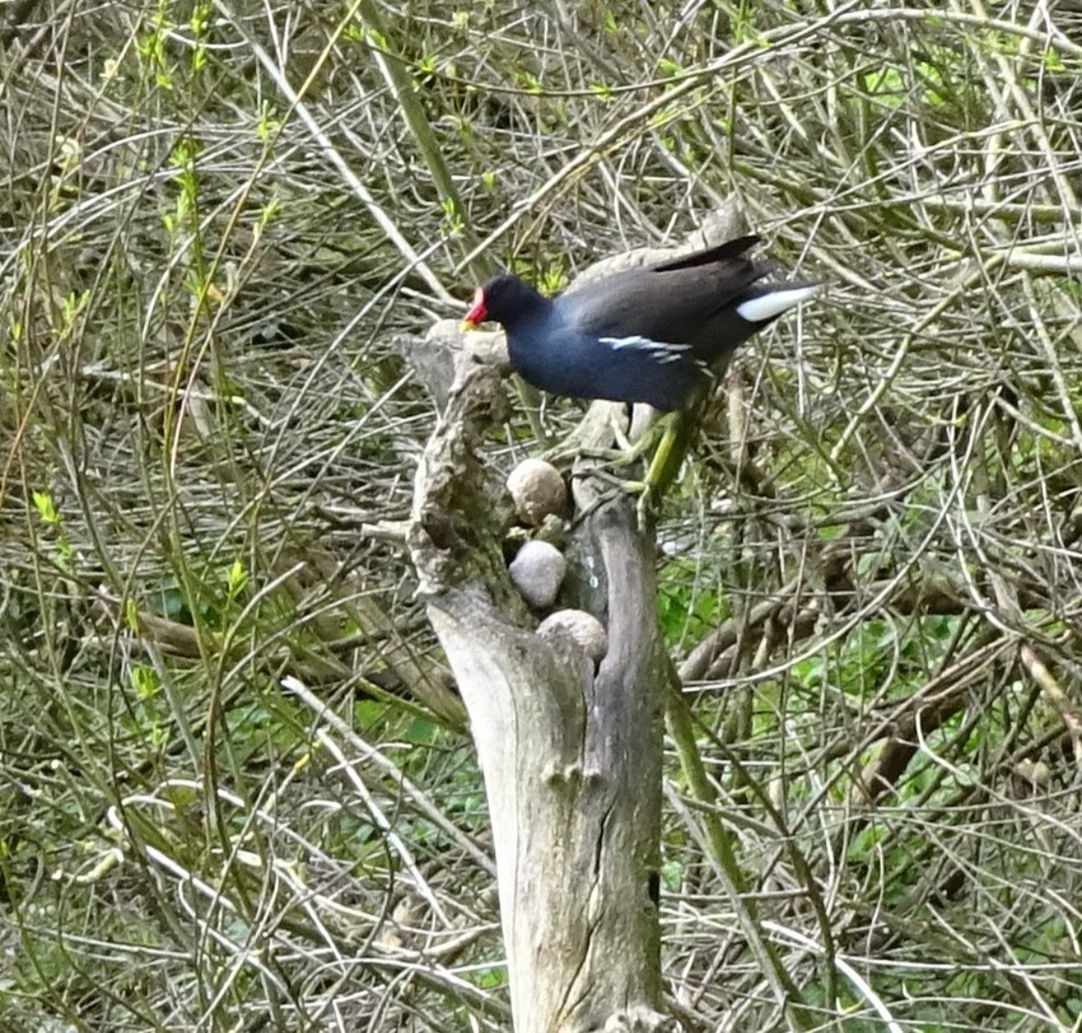 Moorhen nesting