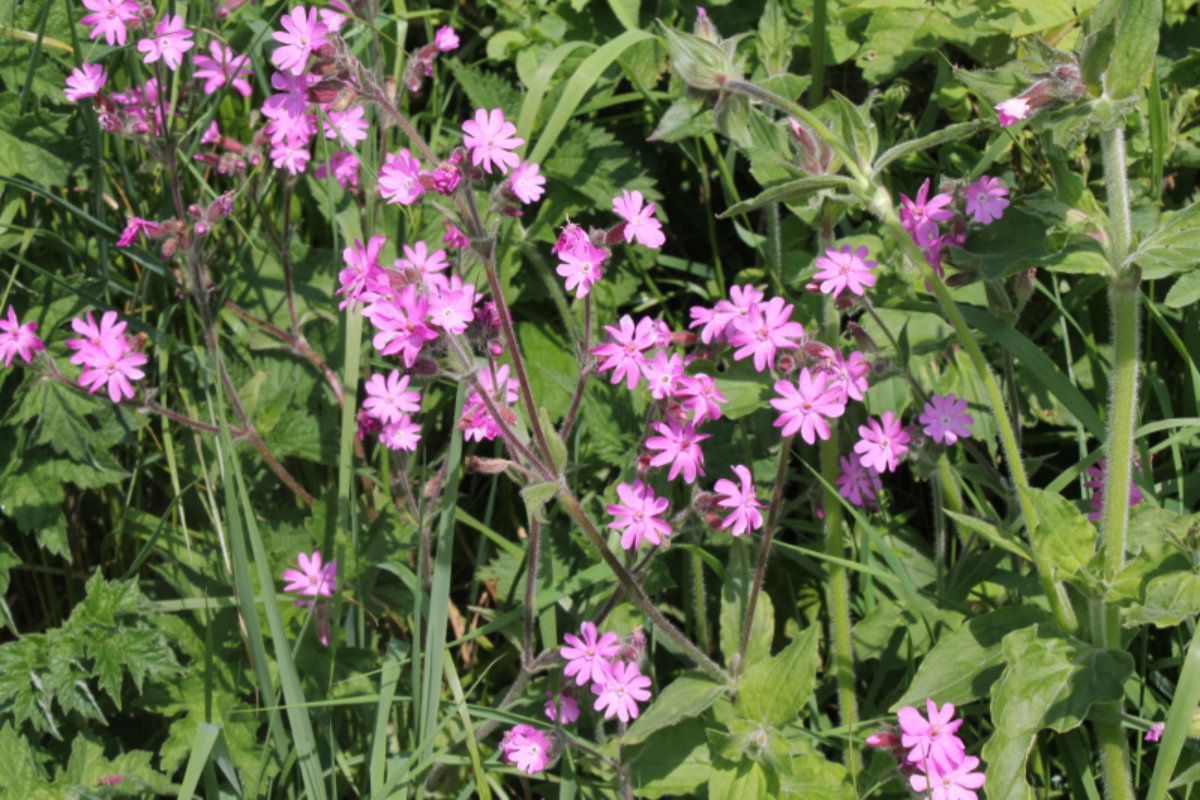 Red Campion