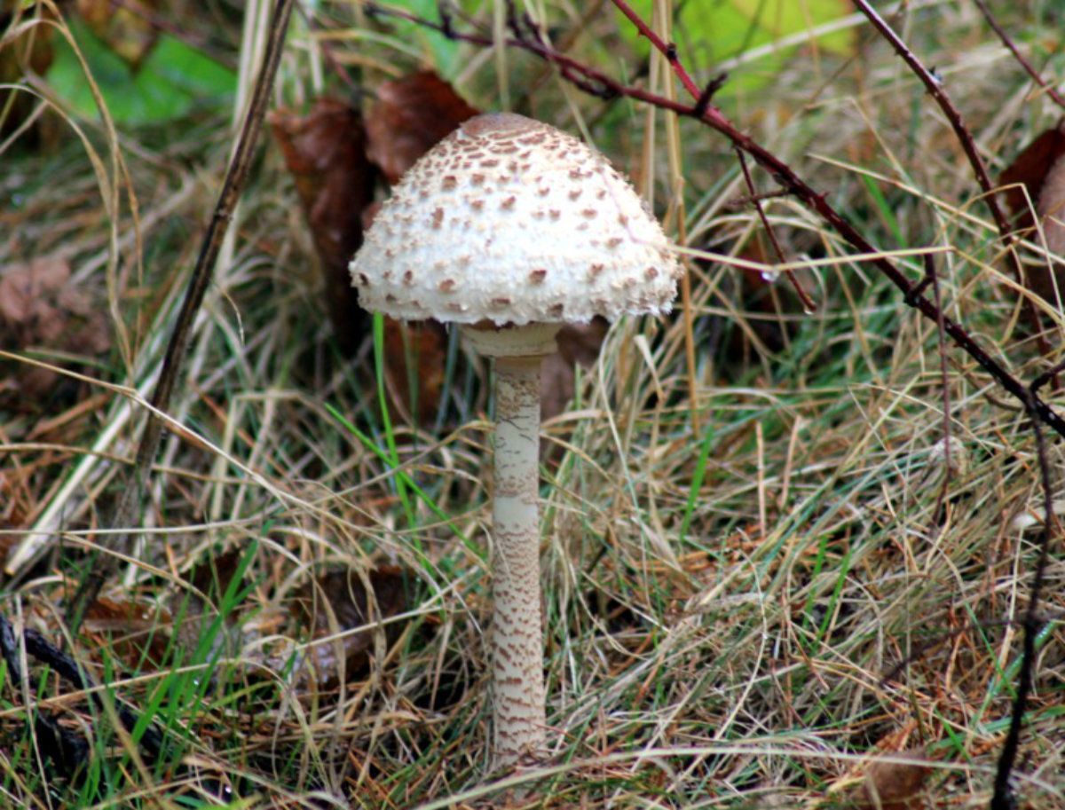 Parasol Mushroom