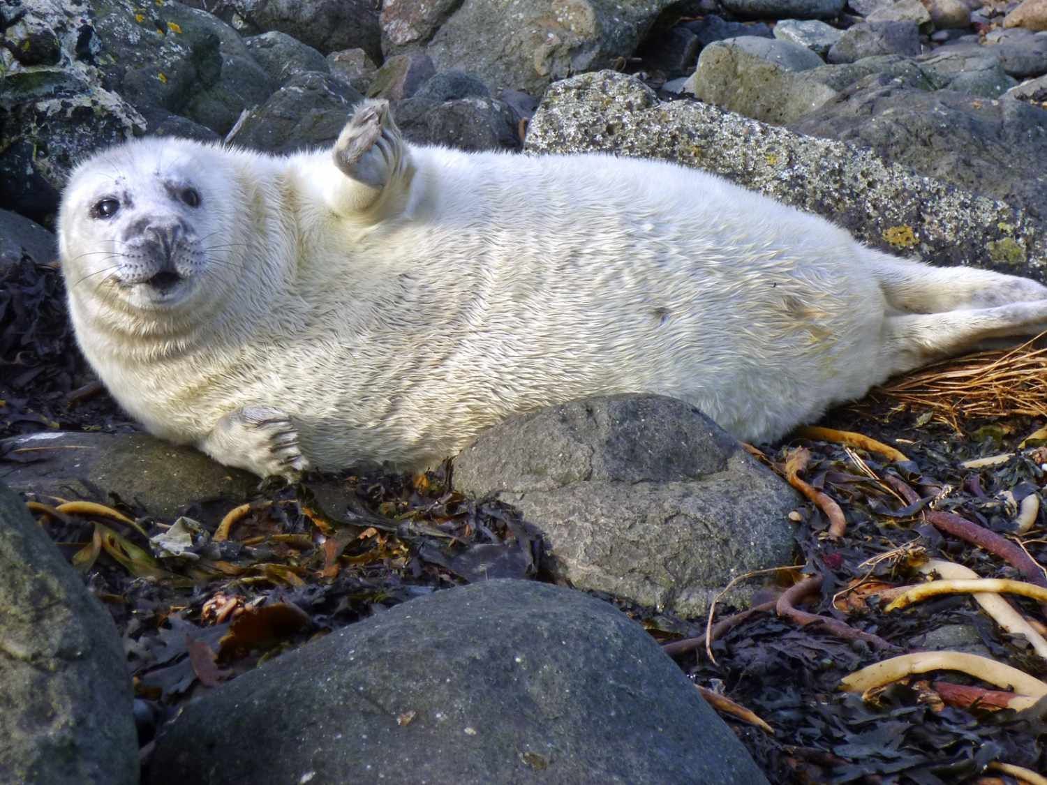 Grey Seal pup