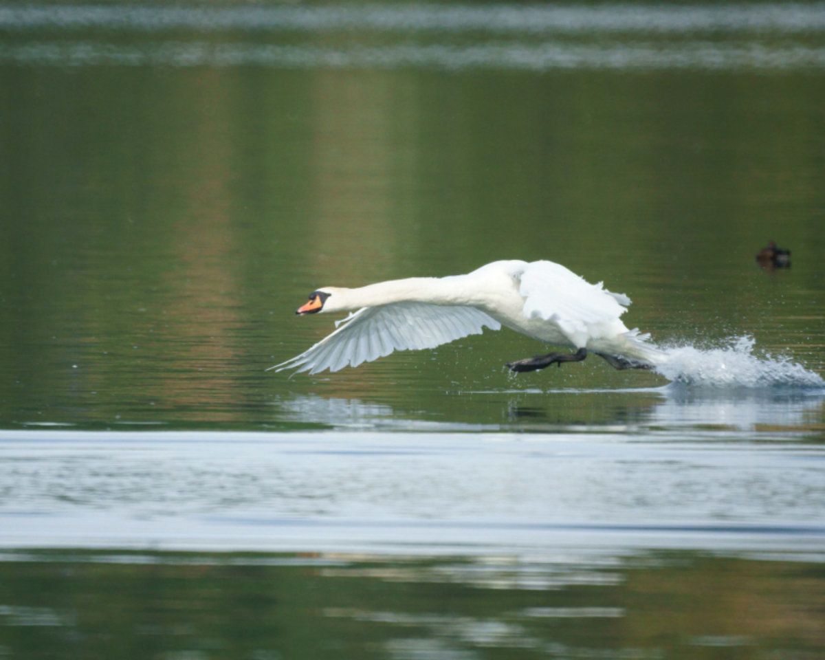 Mute Swan